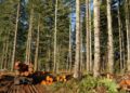 Timber Business to Plant 10k Trees