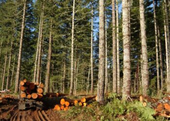 Timber Business to Plant 10k Trees