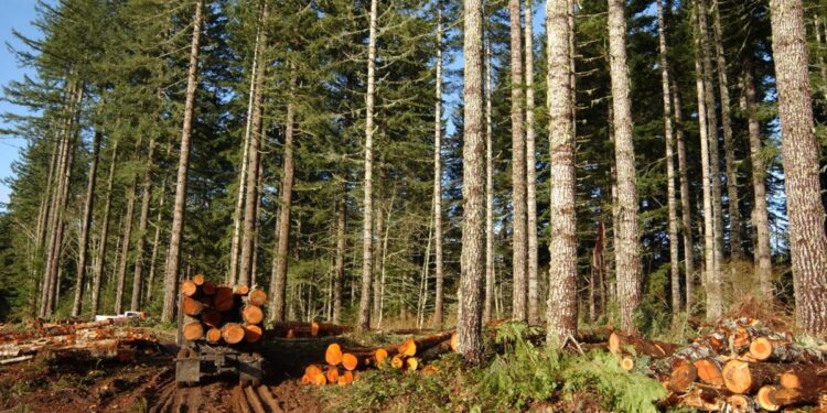 Timber Business to Plant 10k Trees