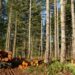 Timber Business to Plant 10k Trees