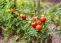 How to Grow Cherry Tomatoes in Containers