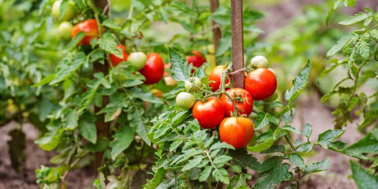 How to Grow Cherry Tomatoes in Containers