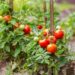 How to Grow Cherry Tomatoes in Containers